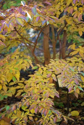 Stewartia monadelpha - stewartie jednobratrá